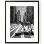 Zebra Walking